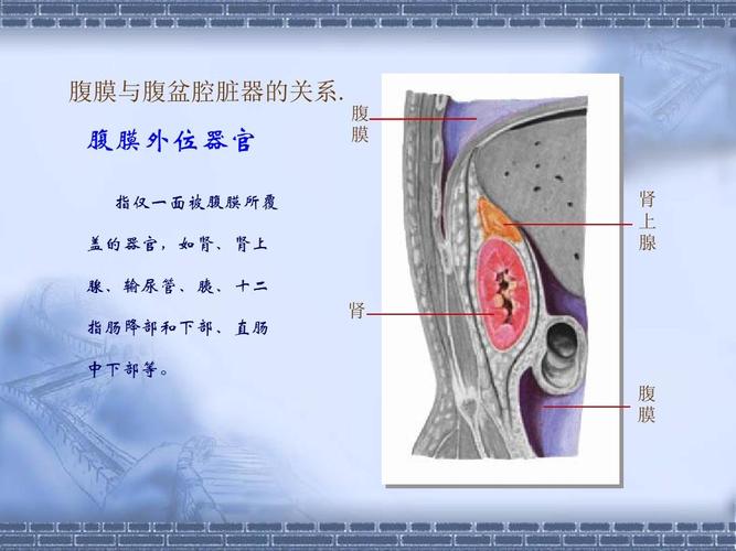 腹膜,腹膜腔解剖结构的辨识ppt