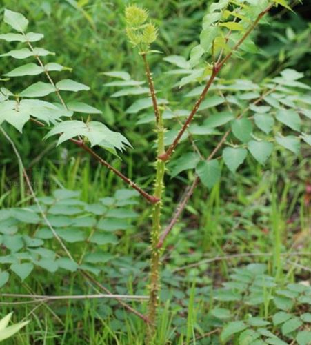农村这种鸟都不愿靠近的植物,农民很讨厌,却不知根皮可治胃炎