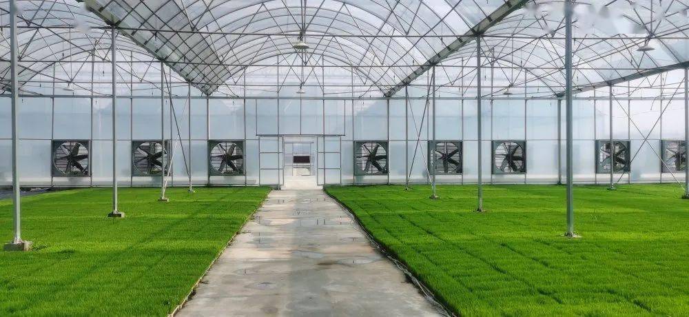 打造自动化智能化育秧新样板!我市首座工厂化水稻集中