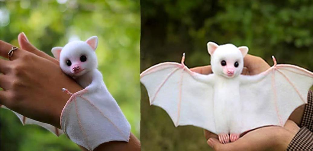 幼年的洪都拉斯白色蝙蝠十分可爱,浑身上下被一种毛茸茸的,光滑的毛发