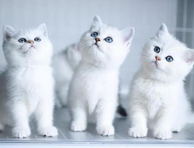 纯种白英短折耳银渐层英国短毛猫活物长毛银点宠物猫金渐层猫幼崽