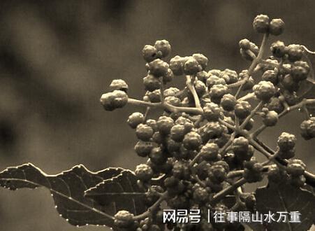 民间故事财主因公鸡被狐狸偷了去找狐狸报复却因此搭上性命