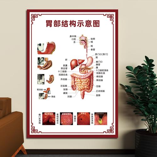 胃部结构示意图内脏解剖图骨骼肛肠神经解剖图肺部呼吸挂画墙贴