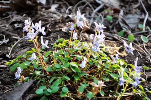 幻彩异色延胡索 蓝锦铺地桃花源