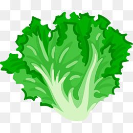 绿色的蔬菜