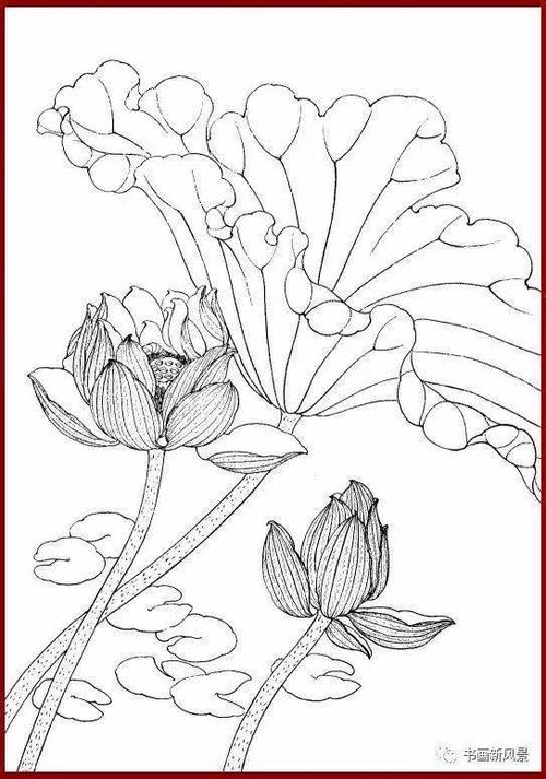 精美工笔荷花线描画谱
