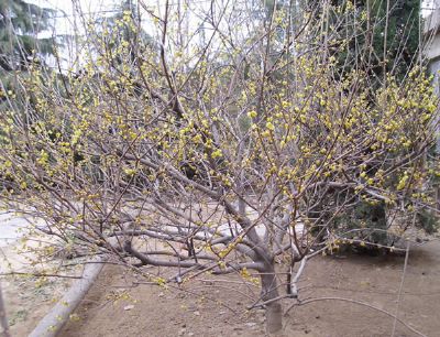 腊梅树多少钱一棵_湖南腊梅价格_腊梅花图片