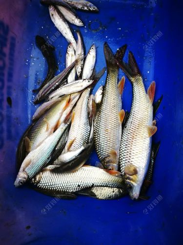 春季放流转战湄潭凤冈学钓赤尾