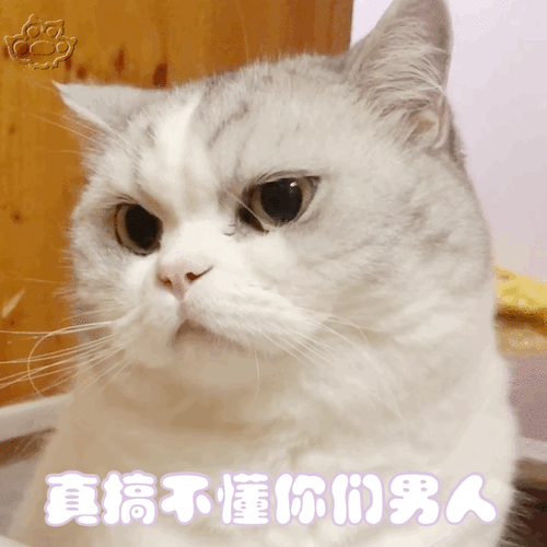 可爱表情包猫咪表情包动图