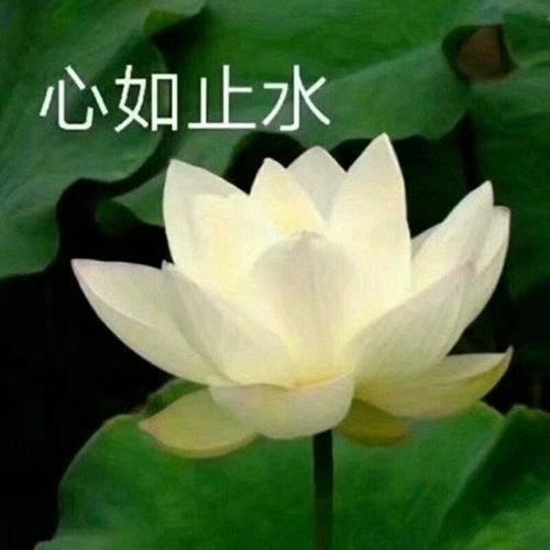 求适合老师的头像