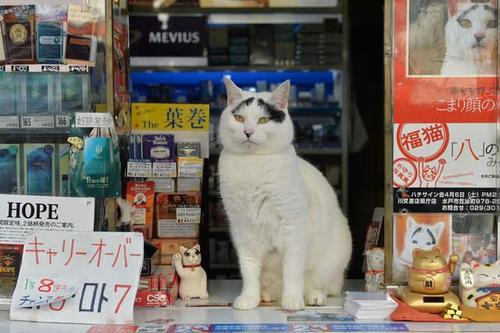 八字眉网红猫出写真集 无码高清胎记尽露——贯通日本