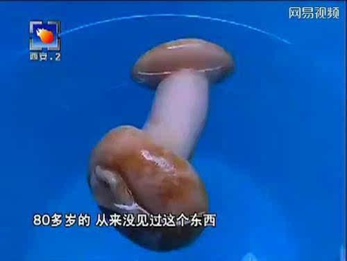 千年难解之谜太岁肉灵芝