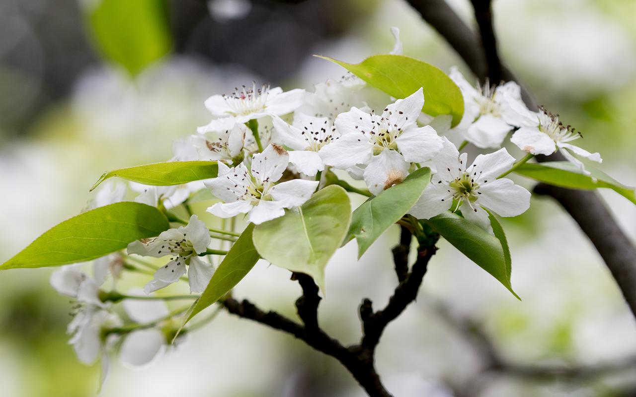 洁白梨花唯美高清桌面壁纸