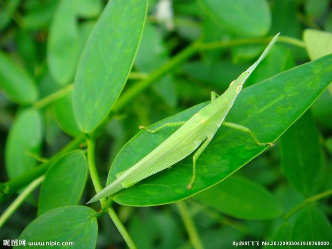 蚱蜢图片