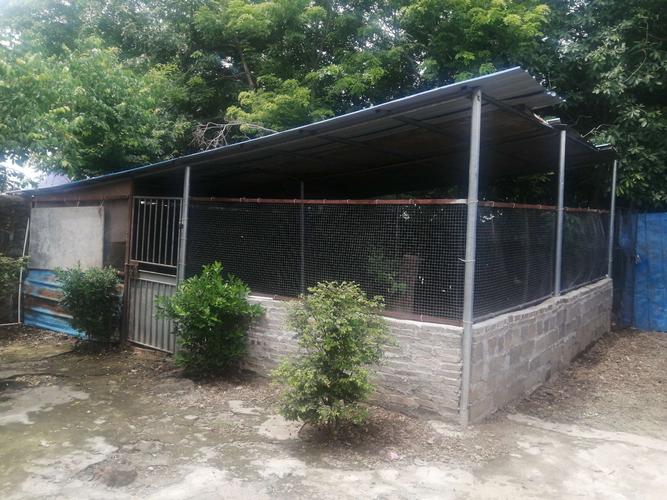 图斑号:tb431625,地址:儒传村,姓名:邓小雄,简易鸡舍棚,面积约35平方