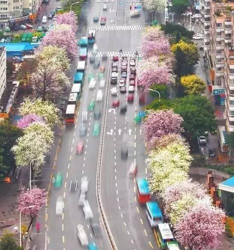 福州工业路上的羊蹄甲要"回家"啦!有你们的春天才圆满!