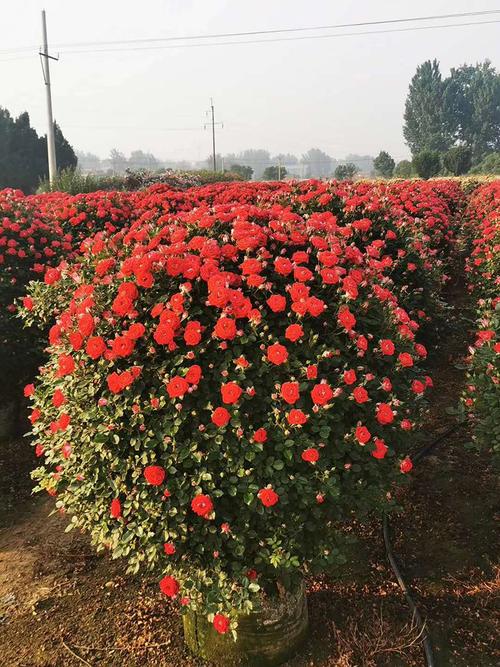 湖北造型花球月季