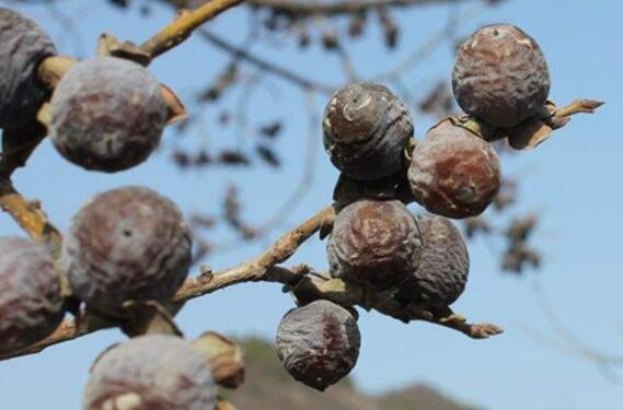 小柿子软枣的功效与作用及食用方法方式