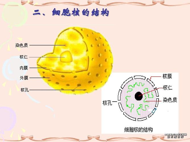 3-3 细胞核——系统的控制中心 课件