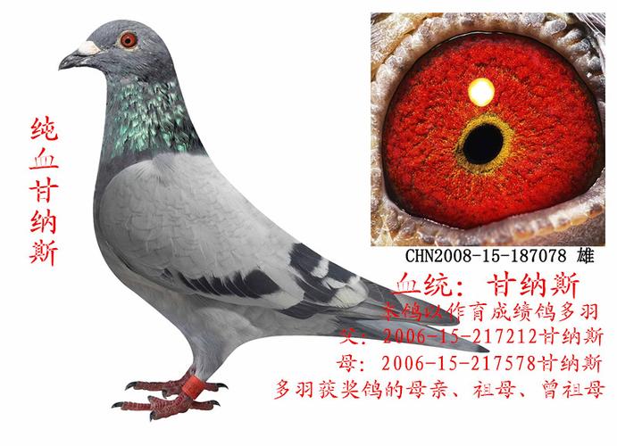 甘纳斯