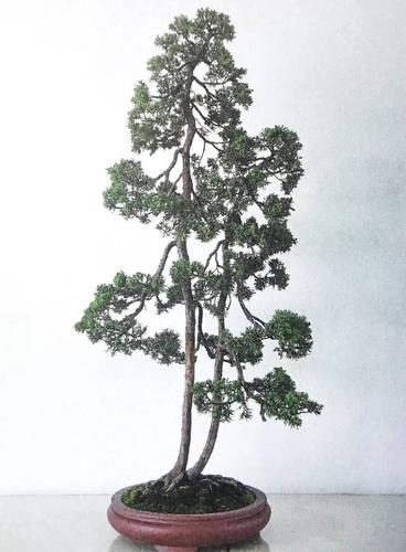 他花十年光景,用造型盆景来向暗恋对象表白,命名《深情凝视》!