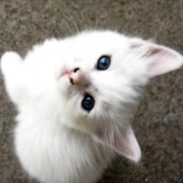 呆萌可爱的猫咪,动物头像图片-回车桌面