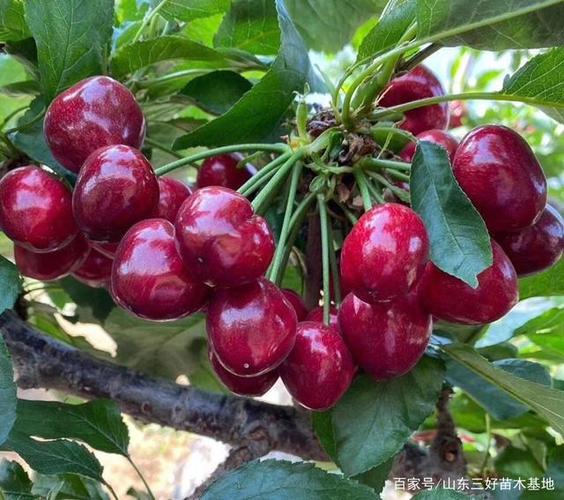 美早大樱桃苗种植为何如此受欢迎