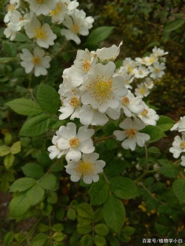 从不吝啬美丽的野蔷薇