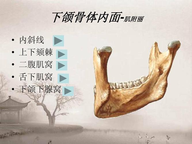 下颌骨解剖的ppt  下颌体骨面内肌-丽  附         内线 上下斜棘颏