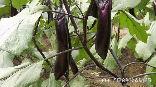 大棚蔬菜茄子膨大素哪个肥料好茄子专用肥是什么肥料茄子促花保果膨大