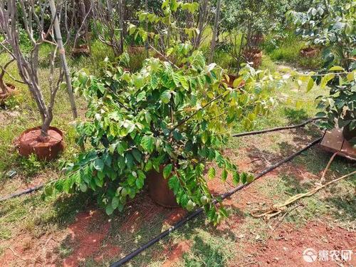 羊奶果苗纯甜羊奶果袋装挂果树拍一发二