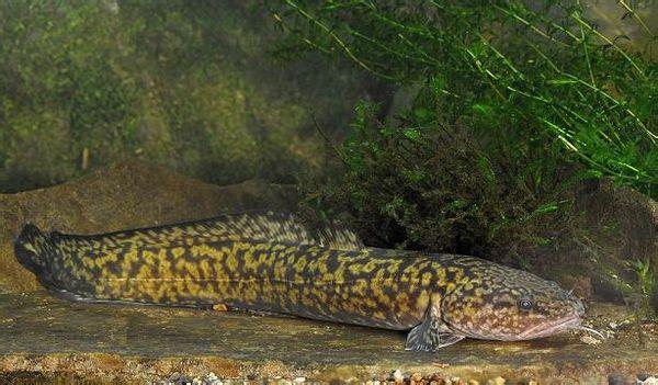 lota     鱼类  下图为    江鳕  lota lota  ,俗称  山鲶鱼,花鲶鱼