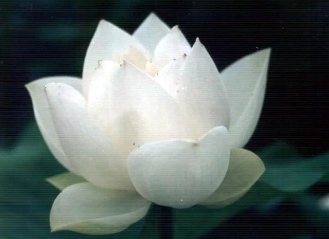 请欣赏美丽的雪莲花