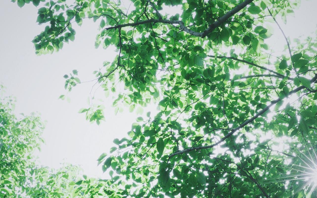 首页 桌面壁纸 植物壁纸 绿色植物护眼高清图片电脑壁纸 (4/ 9) 2018