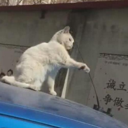 车子上的猫咪疯狂的玩天线,不知车主看到,会不会气得暴跳如雷
