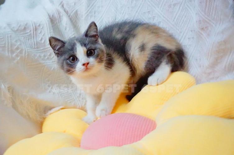 广州英短火焰色双蓝眼乳白弟弟980找新家