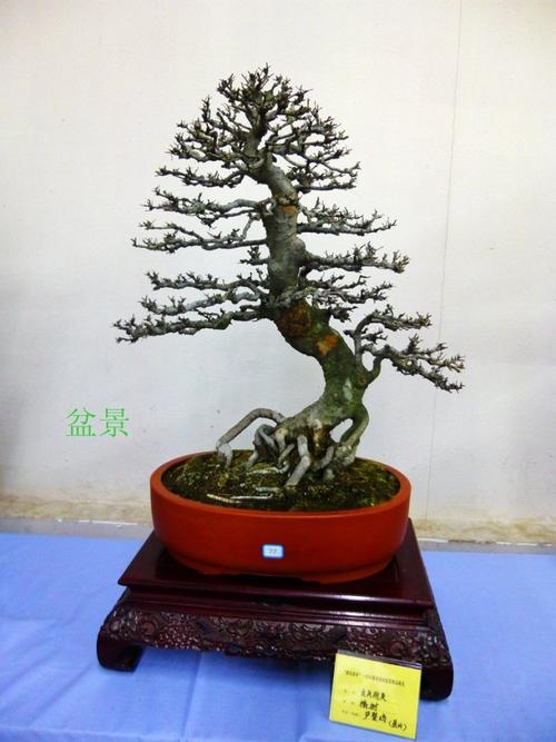 52@365文化宫.通派盆景展