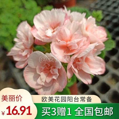 购客免邮安娜直立天竺葵盆栽重瓣阳台庭院四季开大花苗卉费新品实拍对