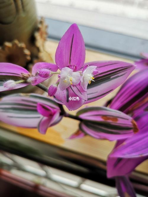 油画婚礼开花了_油画_婚礼_文化_绘画