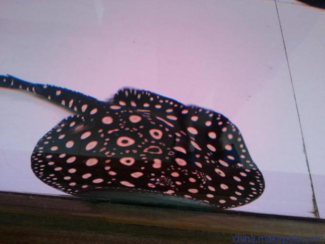 批发零售泰国进口魟虹鱼种各尺寸品种魟鱼