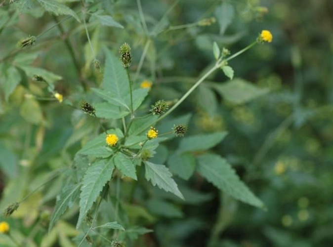 止泻,龙芽草,野草,脱力草,草药