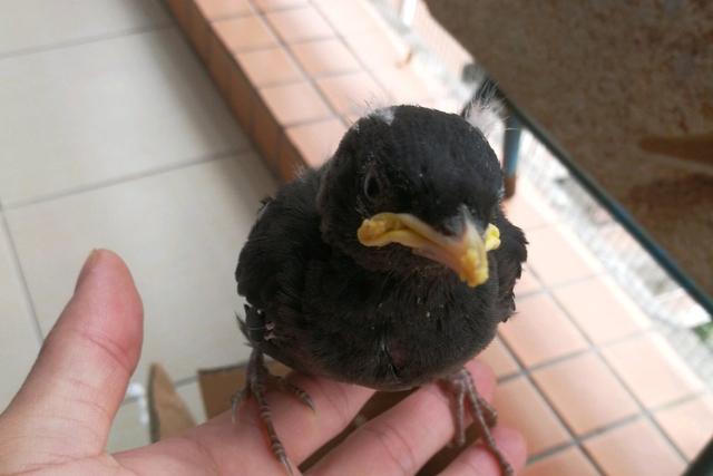 亲人的八哥要从小喂!来看看雏鸟八哥的饲养之法