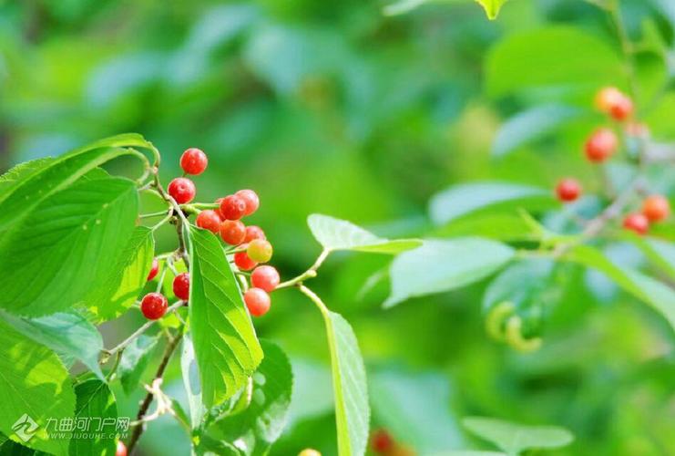 一剪梅 樱桃 - 资阳九曲河门户网_资阳论坛_资阳城市