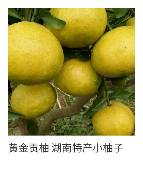 黄金贡柚 湖南特产小柚子 香柚蜜柚 水果柑子 10kg装