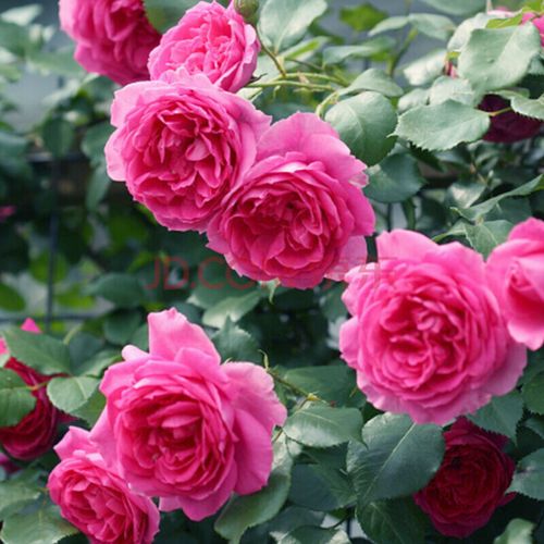 沭之美蔷薇藤本月季花苗特大花爬藤红木香四季开花庭院阳台植物盆栽