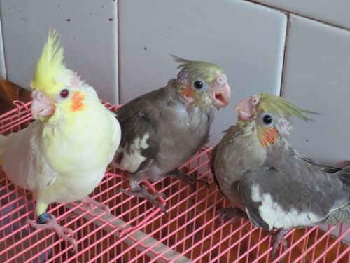 我家玄凤鹦鹉成长过程