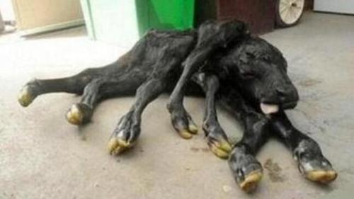 核辐射引发生物产生基因突变从而进化出怪兽这种事靠谱吗