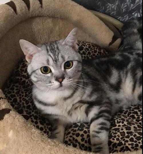 美短猫vs英短猫,为什么"英短"更受欢迎?原因有6个