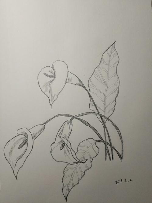 经典全集兴趣学速写素描动植物风景花卉草画册书籍临摹本零基础入门