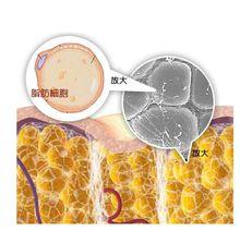 脂肪细胞图